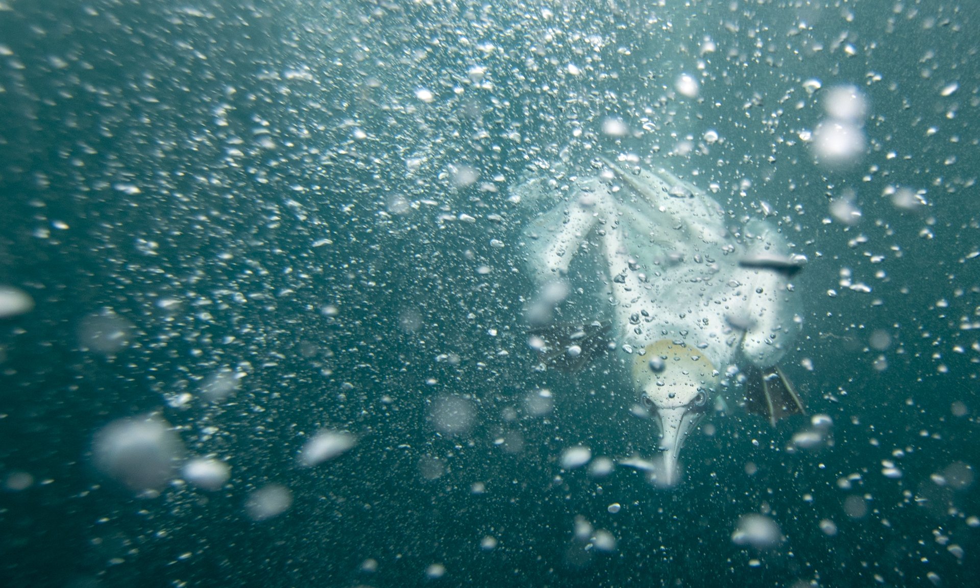 Gannet through bubbles